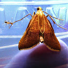 Pyralid Moth