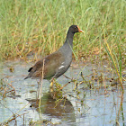 Common Gallinule