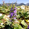 Common Bugle, puzava ivica