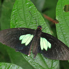 Parides butterfly
