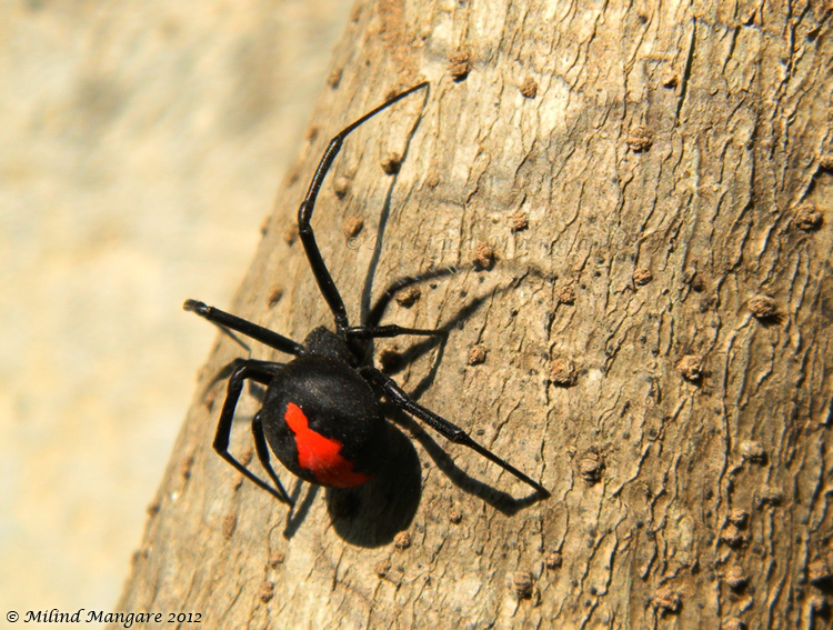 Redback spider