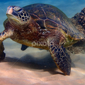 dancing Honu by Tatiana Gonnason - Animals Sea Creatures