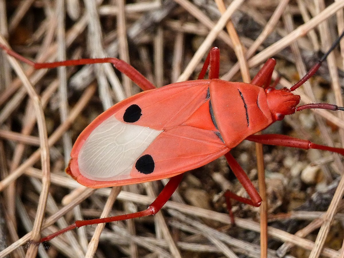 Kapok Bug