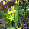 Yellow Avalanche Lily