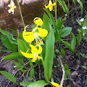 Yellow Avalanche Lily