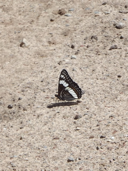 Weidemeyer's Admiral