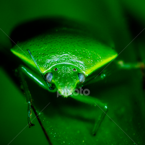 Green Beetle by Izwan Azman - Animals Insects & Spiders