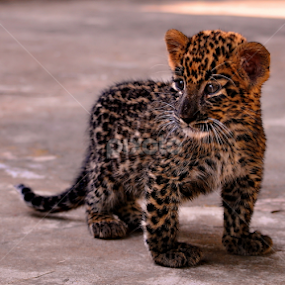 The Lost Cub 1 by Abhinav Ganorkar - Animals Lions, Tigers & Big Cats