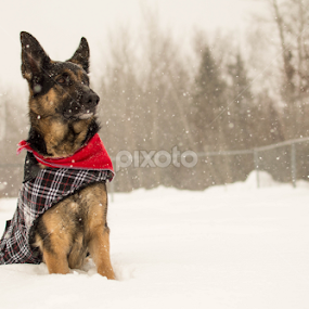 Majestic by Mikahla Dorey - Animals - Dogs Portraits