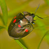 Tortoise Beetle