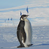 Emperor Penguin