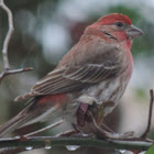 House Finch