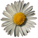 Flower Oracle logo