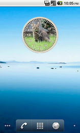 Cat 5 Tabby Grass Analog Clock poster 2