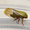 Tube Spittle Bug (Froghopper)