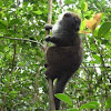 Fat-tailed Dwarf Lemur