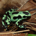 Black & Green Poison Dart frog