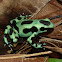 Black & Green Poison Dart frog