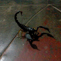 Scorpion