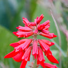 red bell flowers