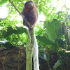 Titi monkey