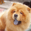 Chow Chow Puzzle