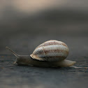 Mediterranean White Snail