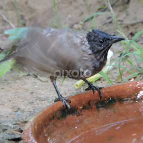Red vented bulbul bathing by Bharat Darji - Animals Birds