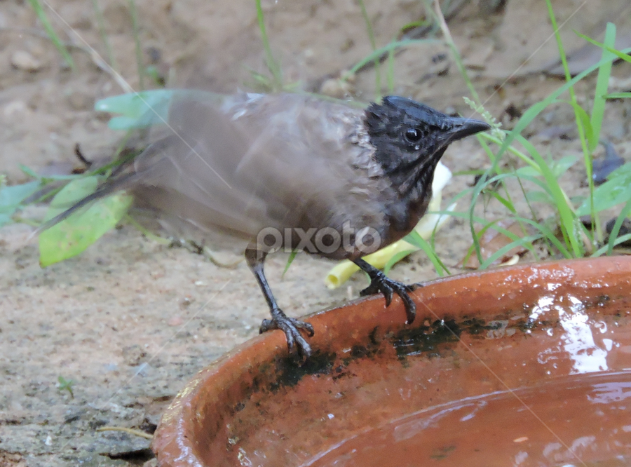 Red vented bulbul bathing by Bharat Darji - Animals Birds