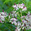 Chinaberry, Persian Lilac, Pride of India