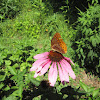 Great Spangled Fritillary