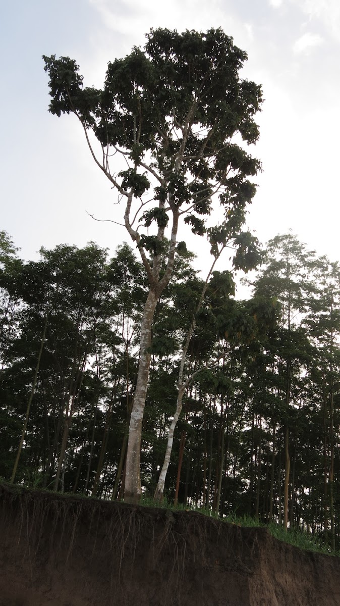 Huaiuro Tree