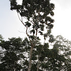 Huaiuro Tree