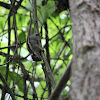 Himalayan Striped Squirrel