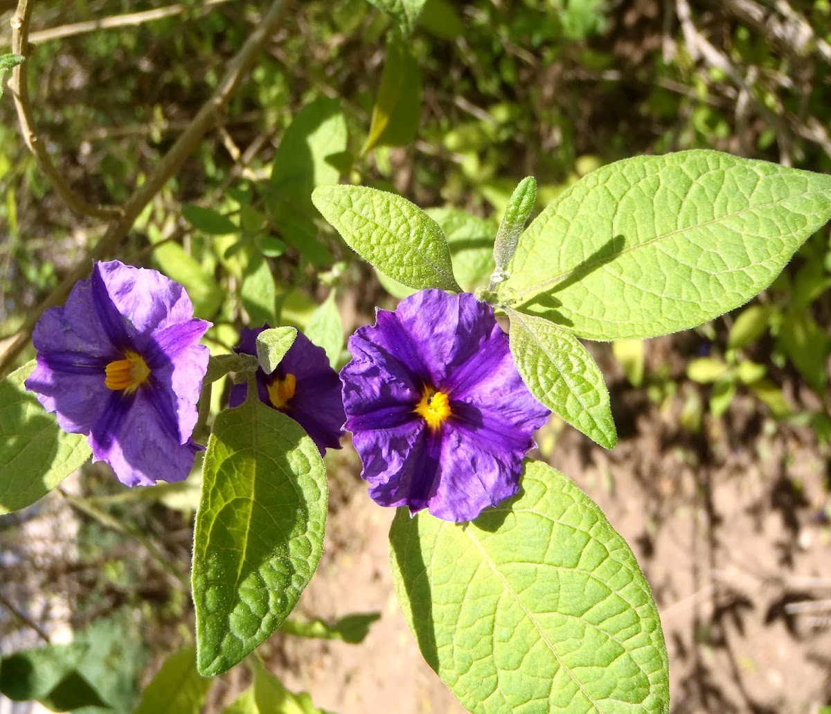 Solano de flor azul