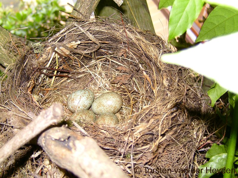Common/Eurasian Blackbird (nest/eggs)