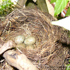 Common/Eurasian Blackbird (nest/eggs)