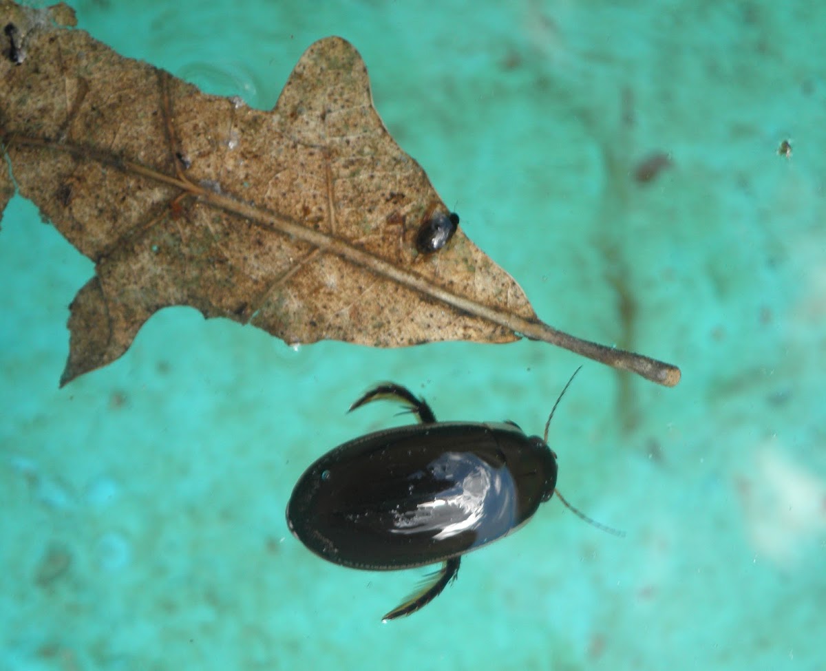 Escarabajo acuático. Water scavenger beetle