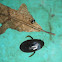 Escarabajo acuático. Water scavenger beetle