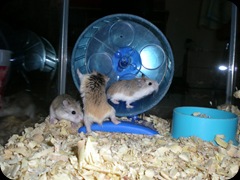 Hamster Roborovsky Collection (100)
