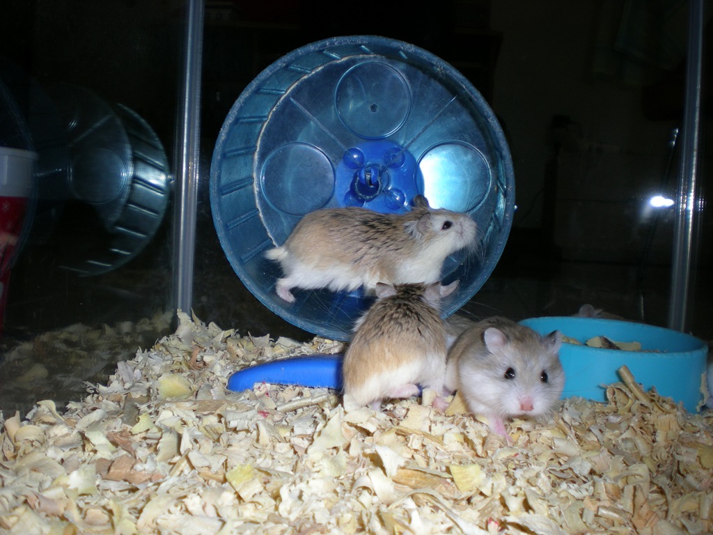 [HamsterRoborovskyCollection1024.jpg]