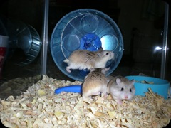 Hamster Roborovsky Collection (102)