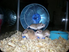 Hamster Roborovsky Collection (103)