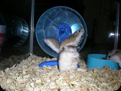 Hamster Roborovsky Collection (104)