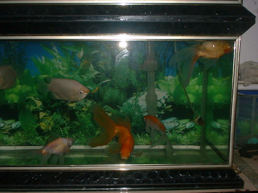 [MySekaratFish34.jpg]