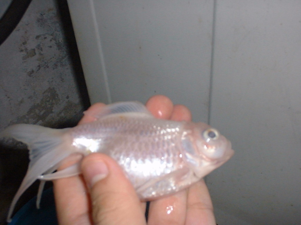 [MyRIPFish34.jpg]