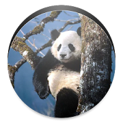 Panda Wallpaper 1.0 Icon
