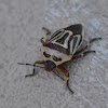 Two Spotted Stink bug
