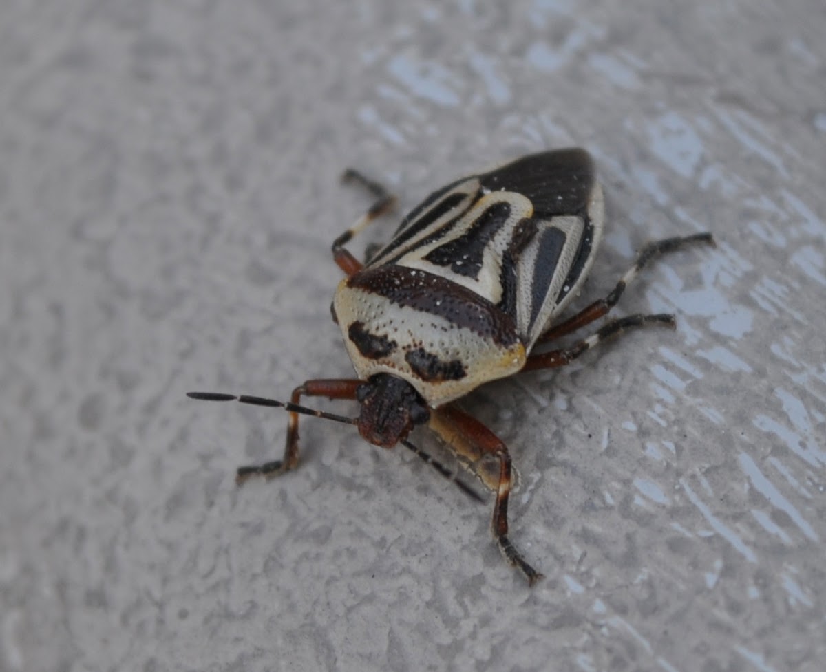 Two Spotted Stink bug