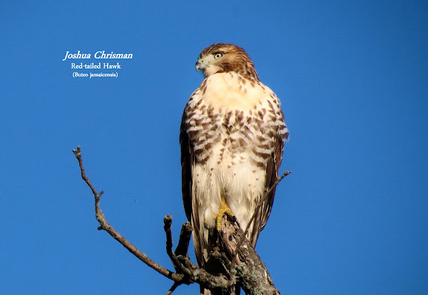 Red-tailed Hawk | Project Noah